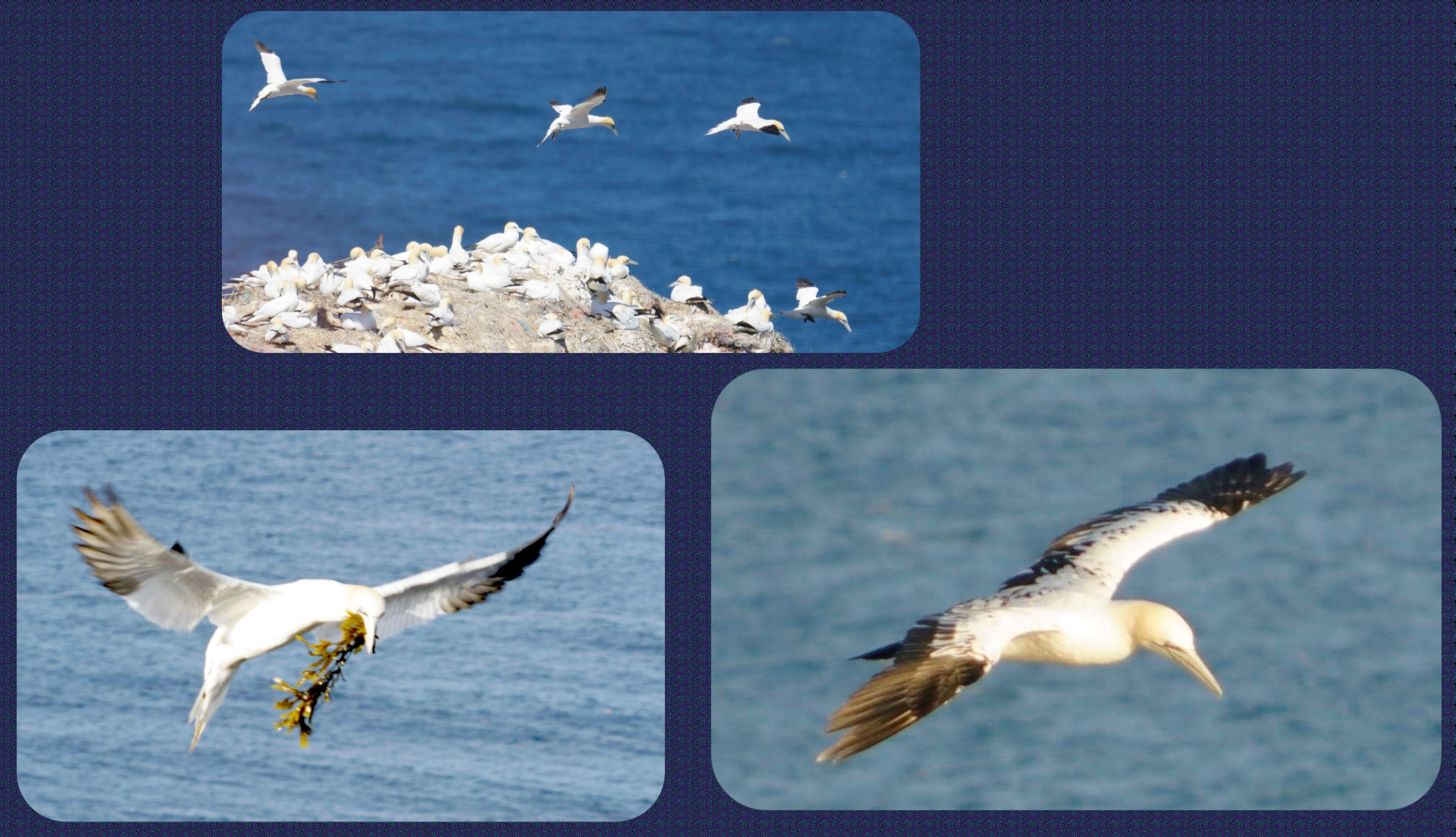 Helgoland
